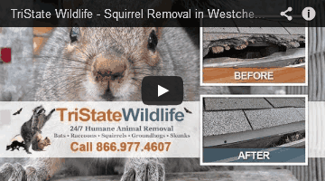 Westchester Squirrel Removal - Youtube Video