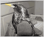 Westchester Bird Removal