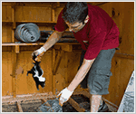 Westchester Skunk Removal