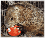 Westchester Woodchuck Removal