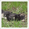 skunk died in yard