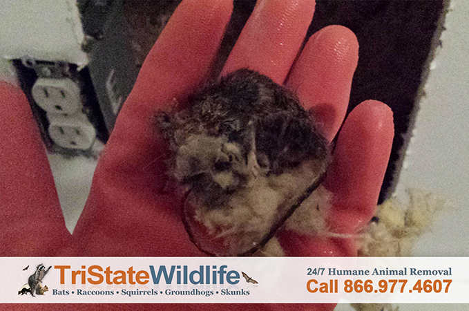 Dead Animal Removal in Westchester, NY - TriState Wildlife Management