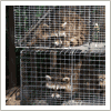 2 Raccoons Caught in Traps