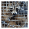 Raccoon Trapping Orange County, NY