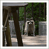raccoon on deck