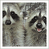 cute raccoons - peekskill, ny