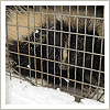 scrappy skunk in a live cage trap