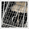  skunk trapping - residential