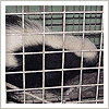 skunk caught in raccoon trap