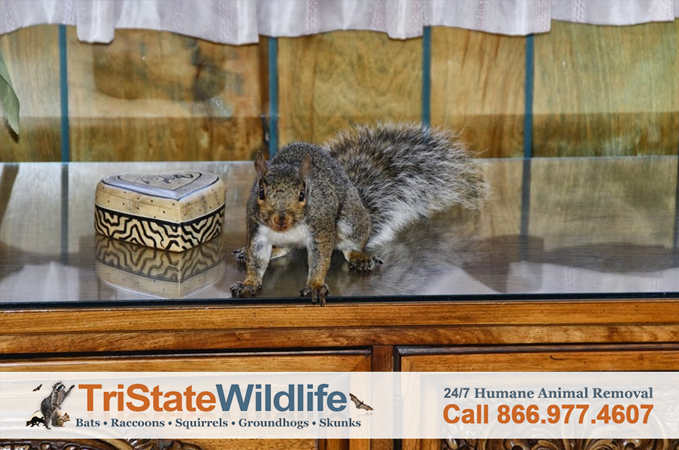 http://www.tristatewildlife.com/wildlife-removal-gallery/squirrels/updates/westchester-squirrel-trapping-04.jpg