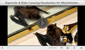 TriState Wildlife on CBS2 News - Westchester Bat Removal