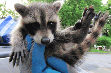 westchester raccoon removal