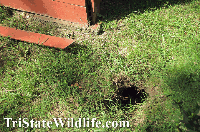 Woodchuck &amp; Groundhog Removal in Westchester, NY 