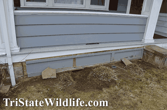 removing a groundhog under my shed, deck, or house